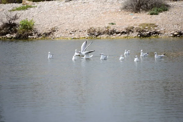 Seagulls Medanean Spain — стоковое фото