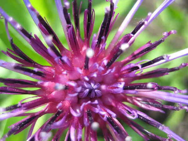 Purple Clematis Flower Detail — Stock Photo, Image