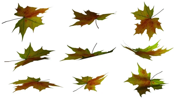 Herfst Bladeren Herfst Seizoen Gebladerte — Stockfoto