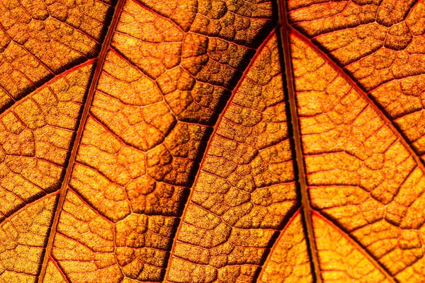 Grape Leaf Lit Backlit — Stock Photo, Image