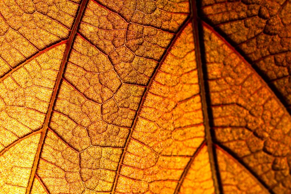 Una Hoja Uva Iluminada Contraluz — Foto de Stock