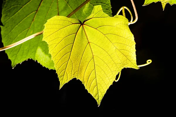 Herfstbladeren Herfstbladeren — Stockfoto