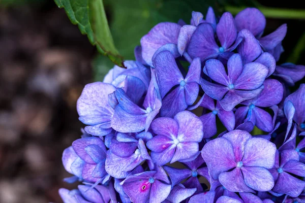 Las Umbelas Una Hortensia Floración Azul Están Sombra Parcial —  Fotos de Stock