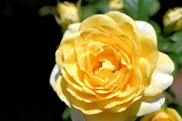 Blüte Rosenblütenblätter Flora — Stockfoto