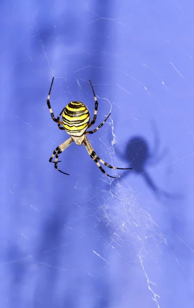 斑马蜘蛛动物 可怕的 — 图库照片