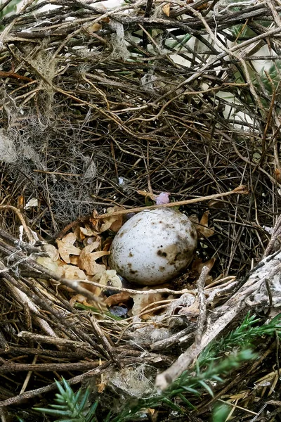 Vogelnest Mit Eiern Auf Einem Ast — Stockfoto