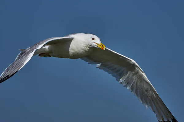 Mås Flygning Mot Den Blå Himlen — Stockfoto