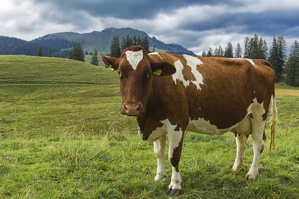 Vacas Pasto Verão Nas Montanhas — Fotografia de Stock
