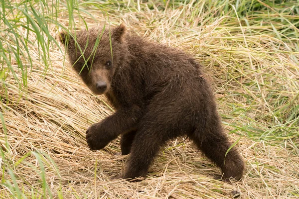 Barna Medve Állat Grizzly — Stock Fotó