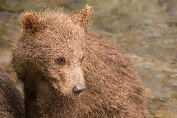 Een Bruine Berenwelp Zit Naast Een Boom Aan Oevers Van — Stockfoto