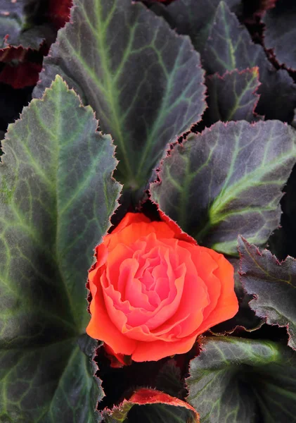 Rode Begonia Bloesem — Stockfoto