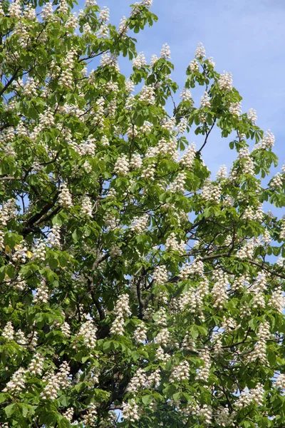 Castaño Indias Aesculus Hippocastanum Conker Tree Flores — Foto de Stock