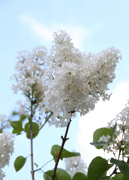 Fehér Fecskendő Vulgaris Virág Virágzik Tavasszal — Stock Fotó