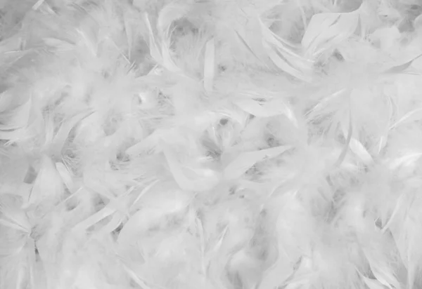 Білий Перо Фон Птах — стокове фото