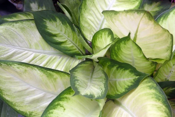 Зелений Тропічний Фон Листя — стокове фото