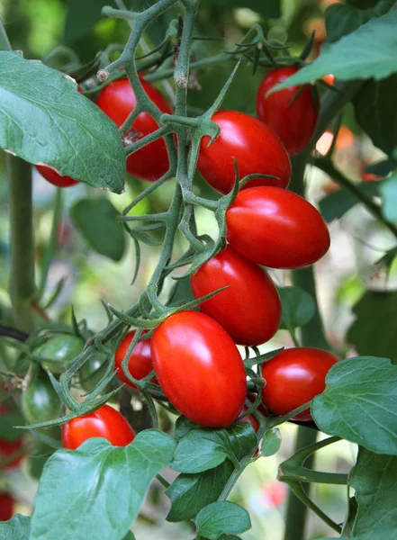 Tomates Ecológicos Maduros Rojos —  Fotos de Stock