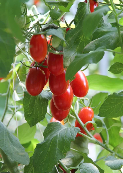 Κόκκινες Ώριμες Βιολογικές Ντομάτες — Φωτογραφία Αρχείου