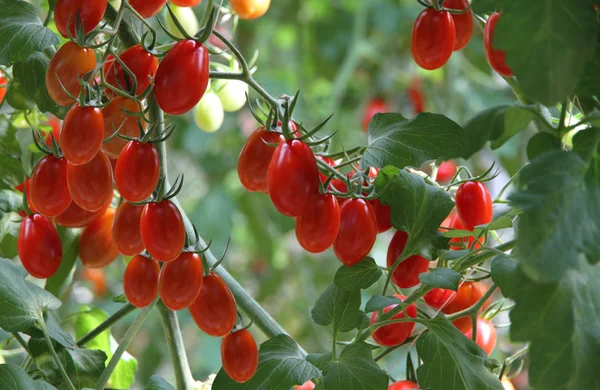 赤熟した有機トマト — ストック写真