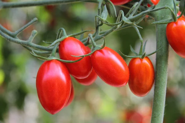 Tomates Biologiques Mûres Rouges — Photo