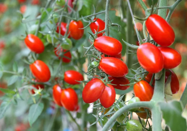 Tomates Biologiques Mûres Rouges — Photo