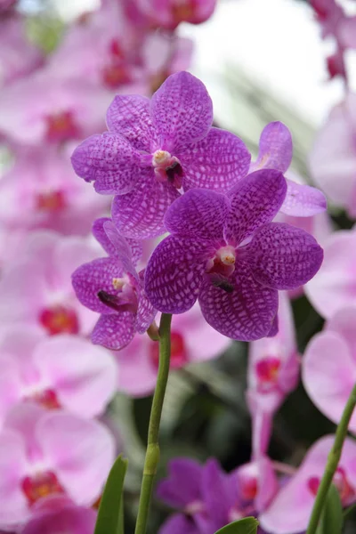 Orchidee Bloemblaadjes Flora Schoonheid — Stockfoto