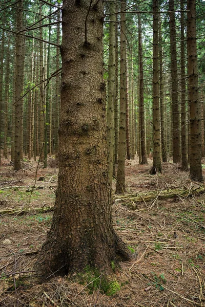 Bos Landschap Met Naaldbomen Herfst — Stockfoto