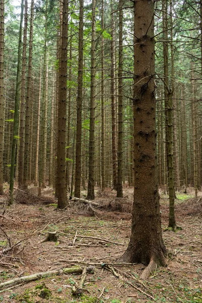 Erdő Táj Tűlevelűekkel Ősszel — Stock Fotó