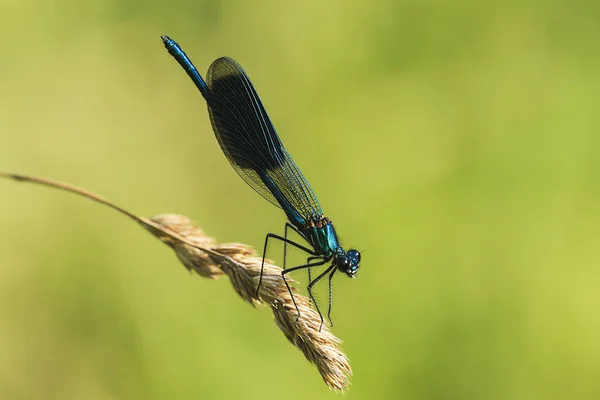 Böcekbilim Odonata Yusufçuk Böceği — Stok fotoğraf