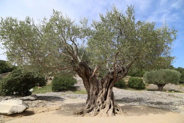 Flora Przyrody Drzewa Oliwne — Zdjęcie stockowe