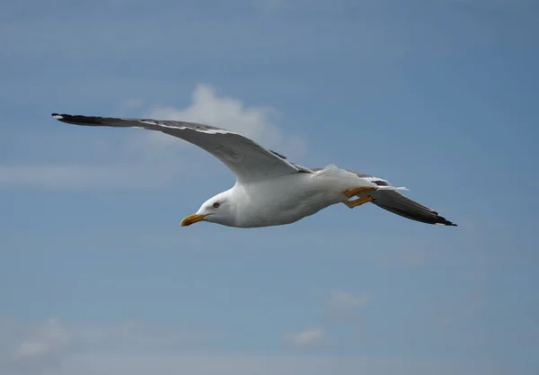 Photo Thème Oiseau Pittoresque — Photo