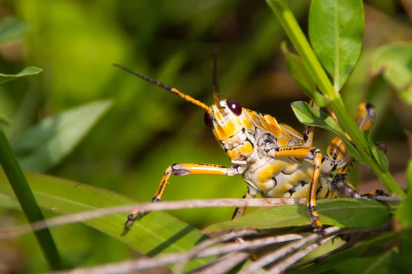 Kobylka Kobylka Obří Hmyz — Stock fotografie