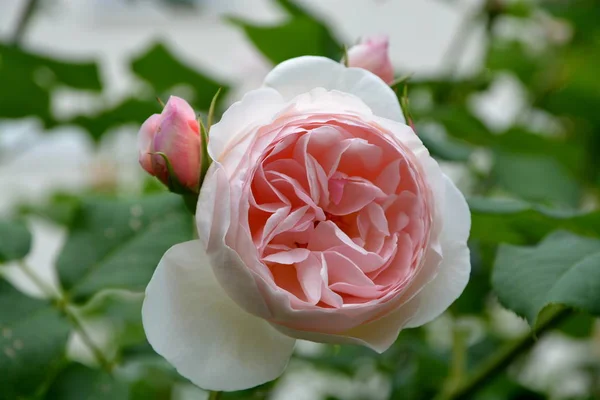 Růže Klášteře Zahradní Gary — Stock fotografie