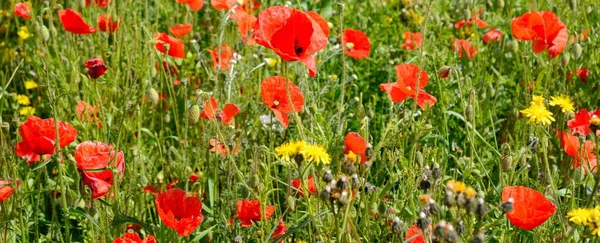 Prairie Aux Fleurs Sauvages — Photo