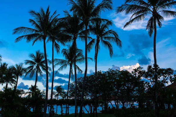Palmen Vor Blauem Himmel Koh Samui — Foto de Stock