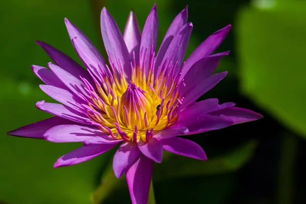 Kwiat Lotosu Roślina Stawu — Zdjęcie stockowe