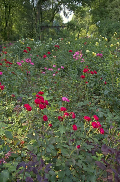 Bunte Rosen Garten — Stockfoto