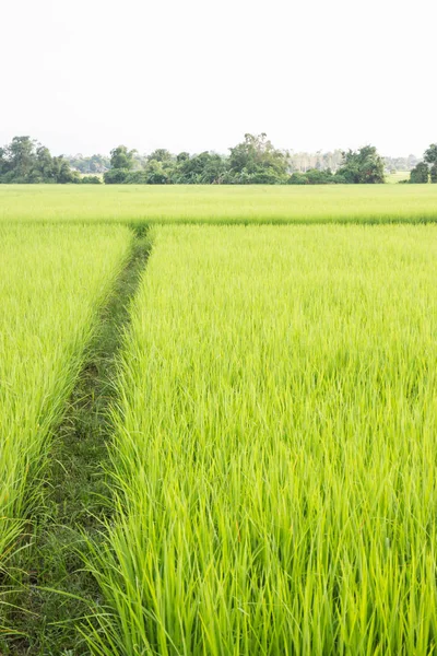 Campo Arroz Rural Grama Verde Estoque Foto — Fotografia de Stock