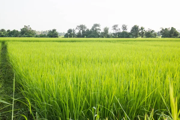 Ryż Wiejski Pole Zielona Trawa Zdjęcie — Zdjęcie stockowe