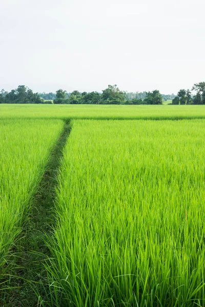 Campo Arroz Rural Grama Verde Estoque Foto — Fotografia de Stock