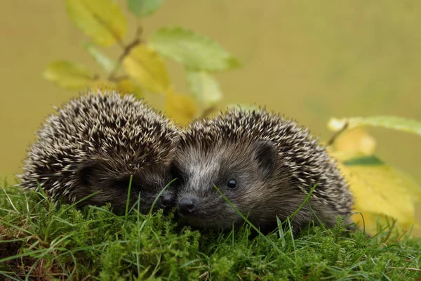 Jonge Egel Expeditie — Stockfoto