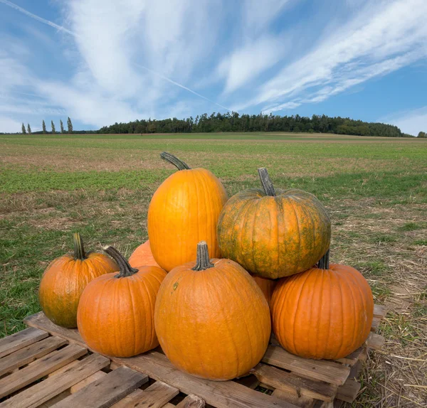 Several Big Orange Pumpkins Lie Pallet Field — Stock Photo, Image