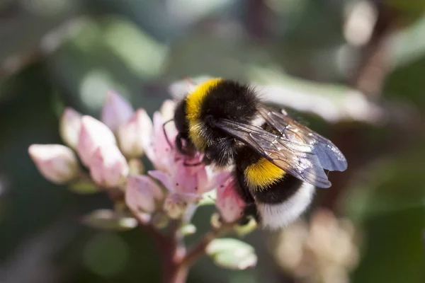 Humblebee Trouve Sur Stand Fleurs Fetthenne Sedum — Photo