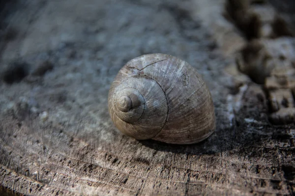 Alojamento Caracol — Fotografia de Stock