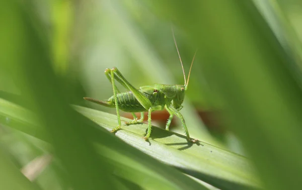 Insecte Sauterelle Insecte Invertébré — Photo