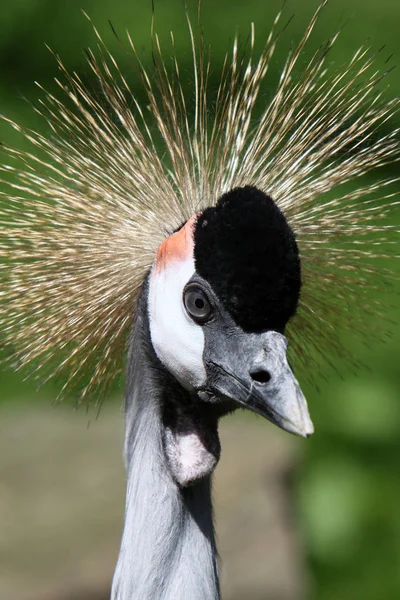 Pintoresco Pájaro Tema Disparo — Foto de Stock