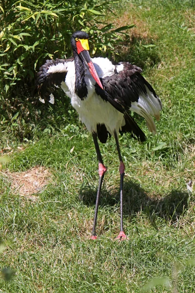 Cegonhas Pernas Compridas Pescoço Comprido Pássaro Vagueando — Fotografia de Stock