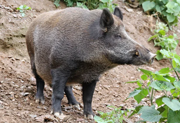 Galtar Vid Vildsvin Sus Scrofa Närbild — Stockfoto