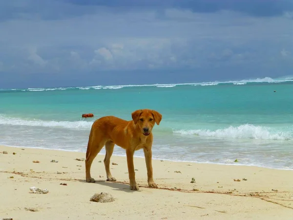 Perro Playa —  Fotos de Stock