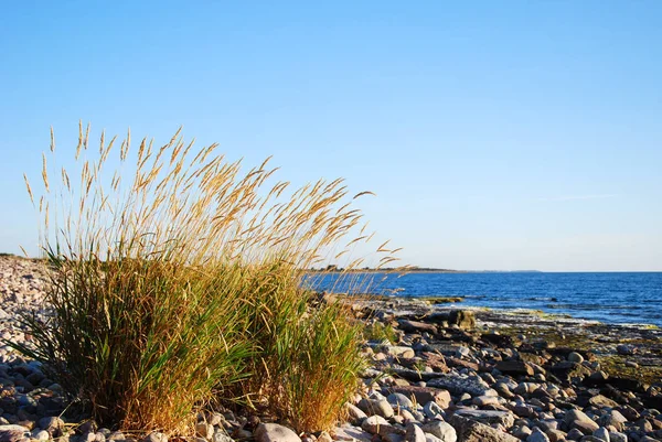 Plantas Grama Brilhante Por Uma Costa Pedregosa — Fotografia de Stock