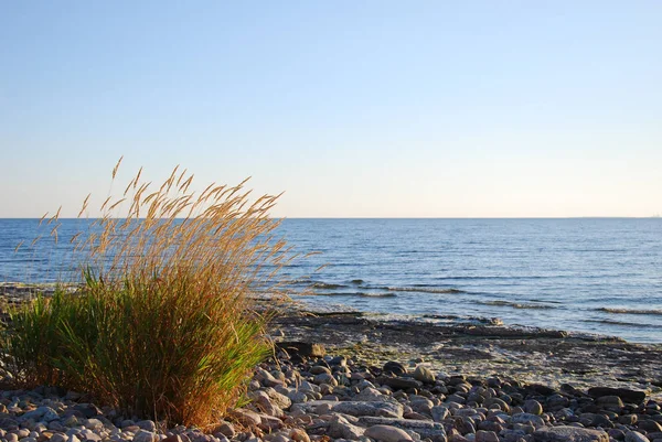 Golden Grass Plants Stony Flat Rock Coast Swedish Island Oland — Stock fotografie